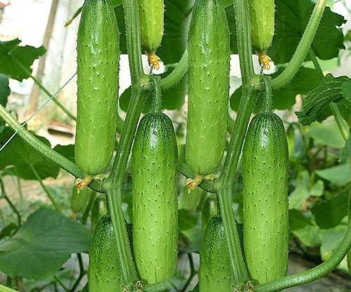 头条号小苗吃瓜,揭秘娱乐圈那些不为人知的幕后故事