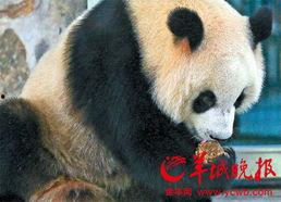 熊猫妹吃角瓜,熊猫妹的角瓜美食之旅