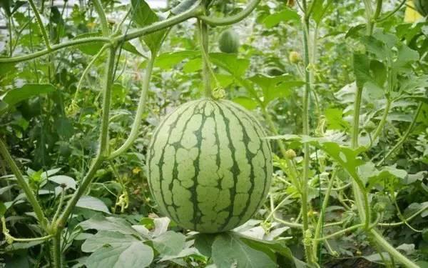 2025吃瓜热门事件,盘点那些引爆网络的热门事件