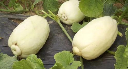 小尘吃大瓜,揭秘美食背后的故事