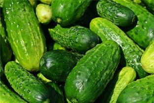 梦见瓜地吃瓜,瓜果飘香中的味蕾之旅