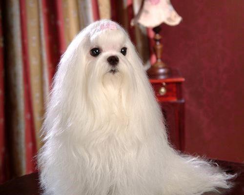 马尔济斯吃瓜,萌态十足引人捧腹