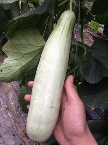 越南妹子吃山头瓜,探寻山头瓜的独特魅力