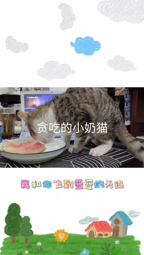 吃瓜的小馋猫,揭秘美食背后的故事
