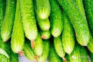 秋后的瓜可以吃吗,哪些瓜可以放心食用？