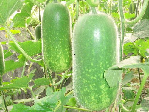 小湫吃瓜,揭秘娱乐圈那些不为人知的幕后故事