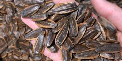 吃瓜必吃瓜子,解锁瓜子美食新境界