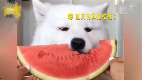 萨摩在吃瓜,萌态百出，欢乐无限