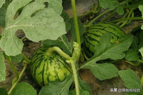 月华草坪上吃瓜